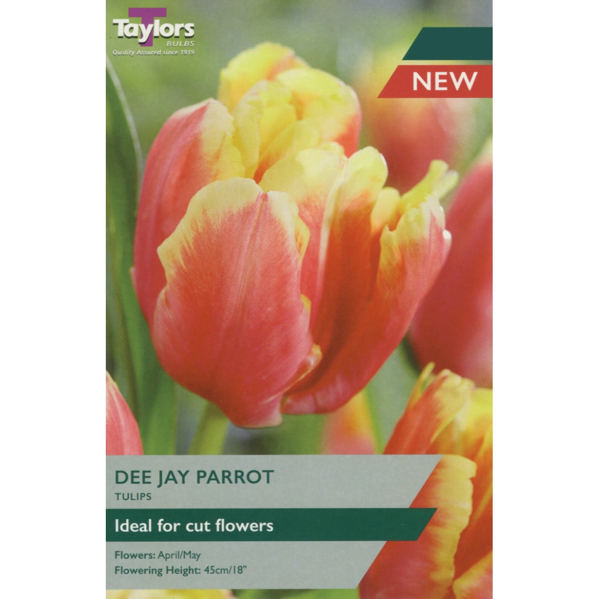 Dee Jay Parrot Tulips from Dundry Nurseries.