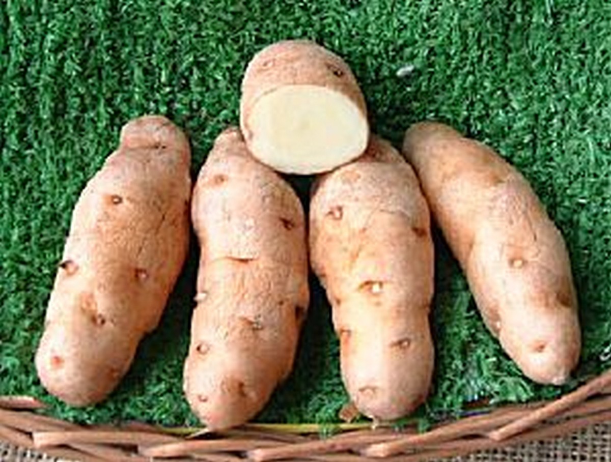 Anya Potato